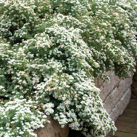 Snow Flurry Aster (Aster ericoides 'Snow Flurry') - 1 gallon -Ship Only