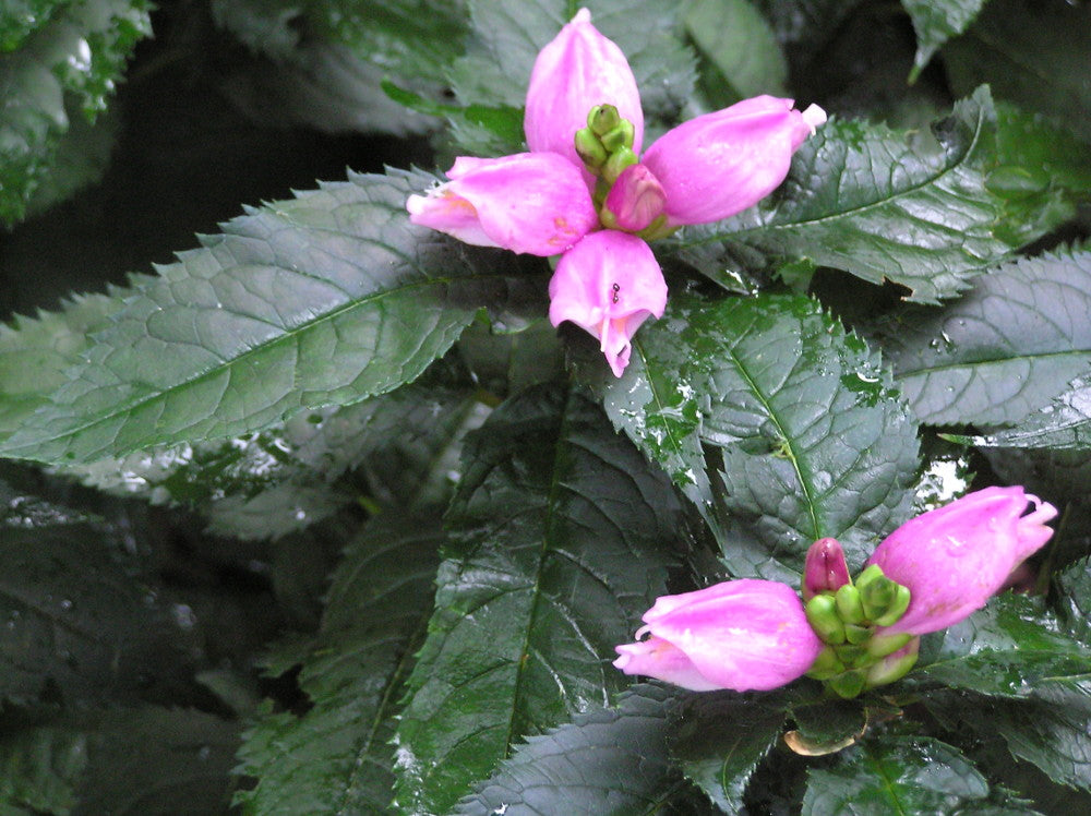 Hot Lips Turtlehead (Chelone lyonii 'Hot Lips') - 1 gallon -Ship Only