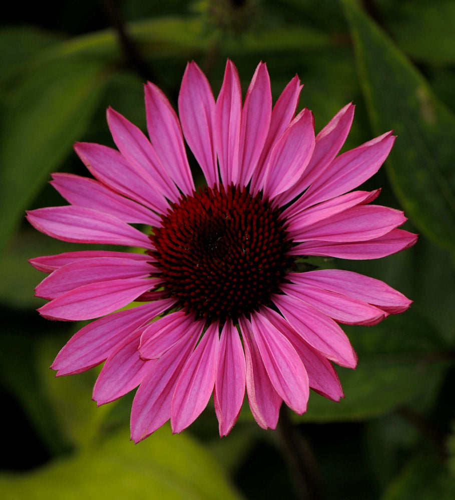 Ruby Star Coneflower (Echinacea purpurea 'Ruby Star') - 1 gallon -Ship Only