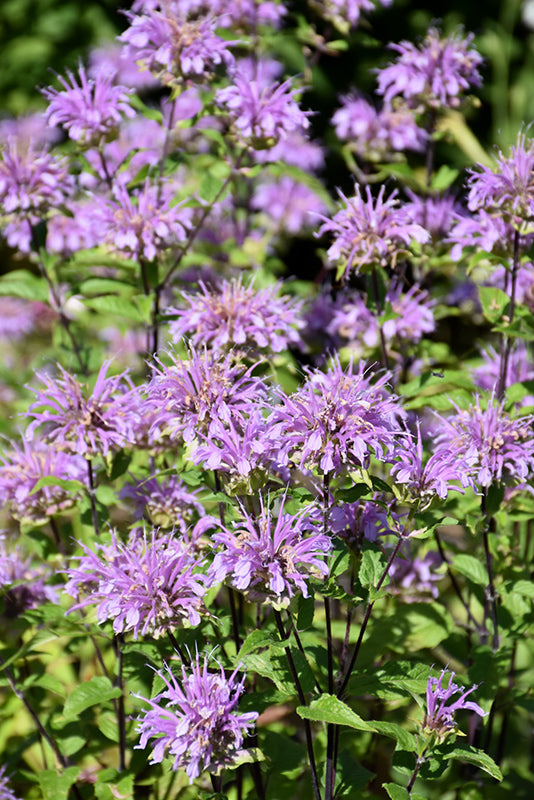 Blue Stocking Bee Balm (Monarda D 'Blue Stocking') - 1 gallon -Ship Only