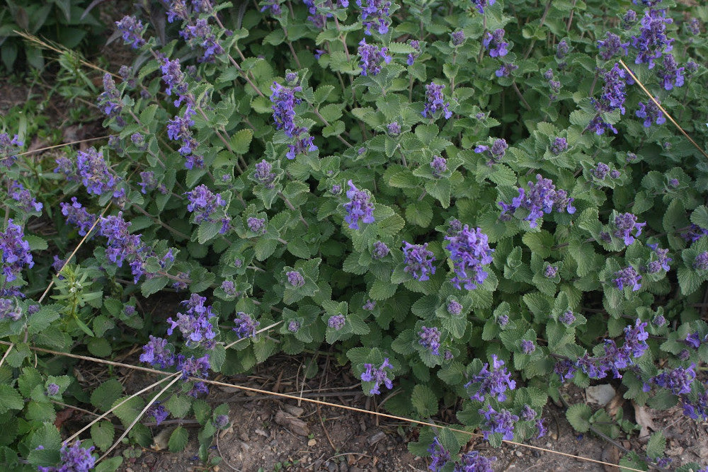 Early Bird Catmint (Nepeta 'Early Bird') - 1 gallon -Ship Only