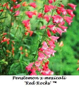 Red Rocks Penstemon (Penstemon redrocks) - 1 gallon -Ship Only