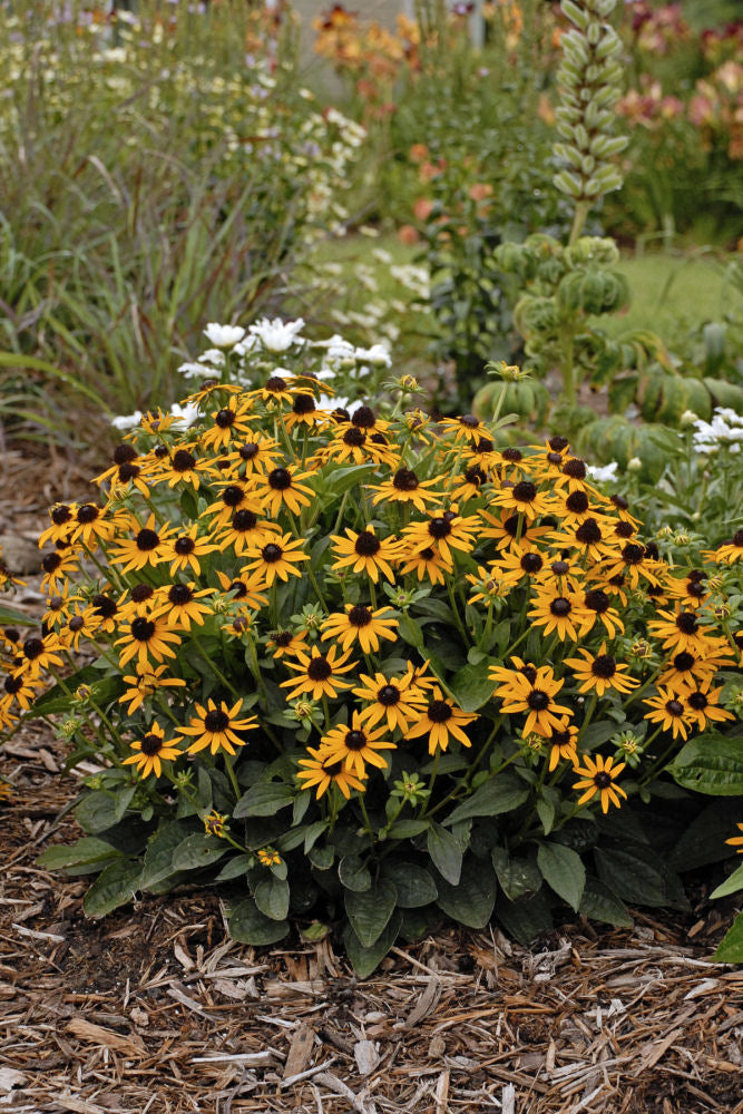 Little Goldstar Black-Eyed Susan (Rudbeckia fulgida var. sullivantii 'Little Goldstar') - 1 gallon -Ship Only