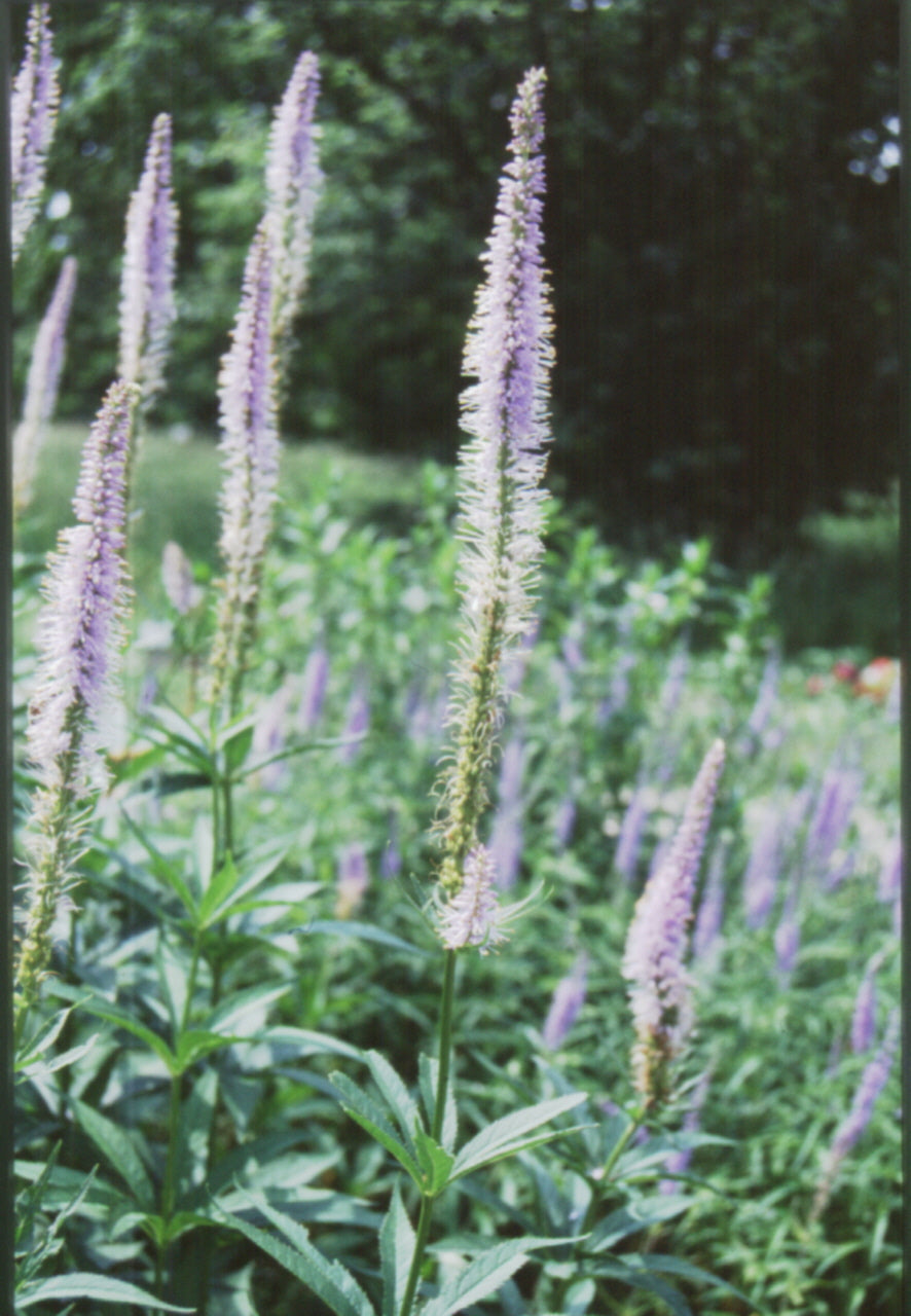 Culver's Root (Veronicastrum virginicum) - 1 gallon -Ship Only