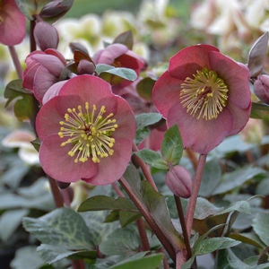 Penny's Pink® Lenten Rose (Helleborus pennys 'Pink') - 1 gallon -Ship Only