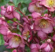 Frostkiss® Elemental Lenten Rose (Helleborus 'Frostkiss Elemental') - 1 gallon -Ship Only