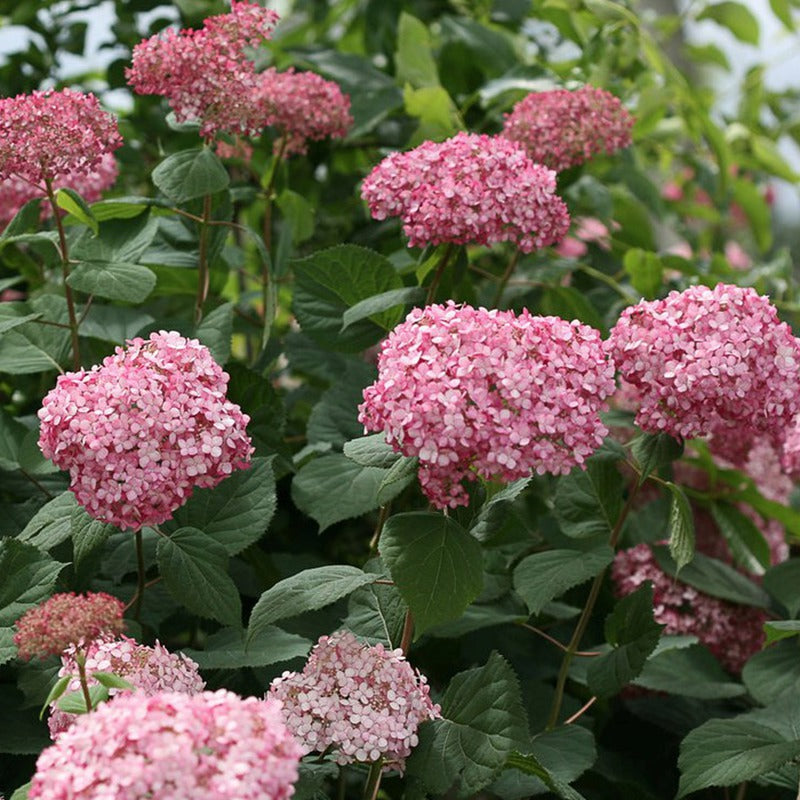 Invincibelle® Ruby Smooth hydrangea (Hydrangea arborescens 'Invincble Ruby') - 3 gallon -Ship Only