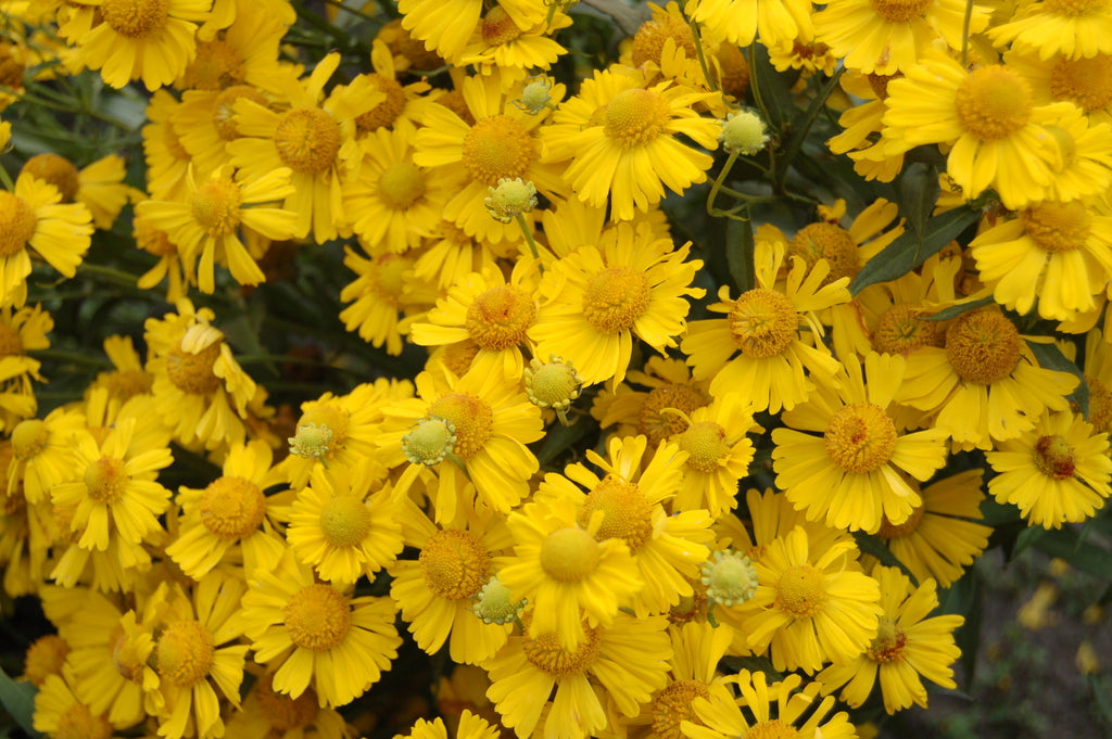 Sombrero Sneeze Weed (Helenium 'Mariachi Sombrero') - 1 gallon -Ship Only