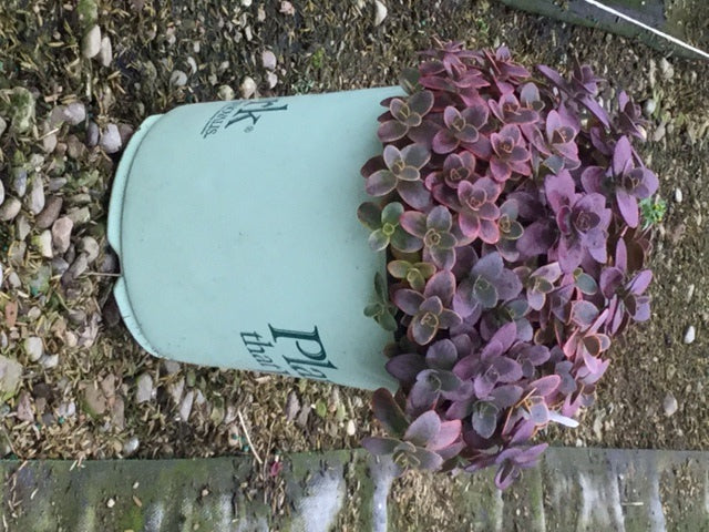 Wildfire Stonecrop (Sedum wildfire) - 1 gallon -Ship Only
