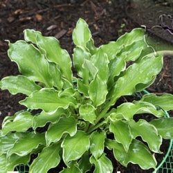 Shadowland® 'Wheee!' Hosta (Hosta wheee) - 1 gallon -Ship Only