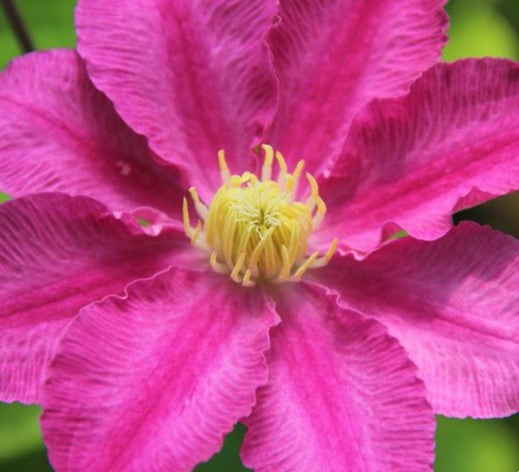 Abilene™ Clematis (Clematis abilene 'Abilene') - 1 gallon -Ship Only