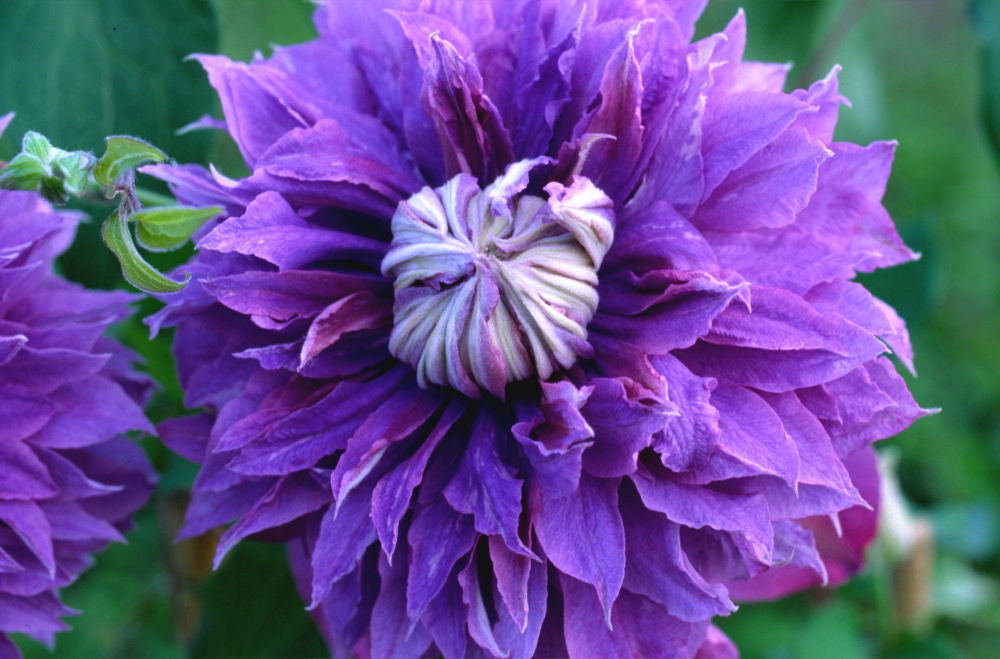 Diamantina™ Clematis (Clematis diamantina 'Diamantina') - 1 gallon -Ship Only