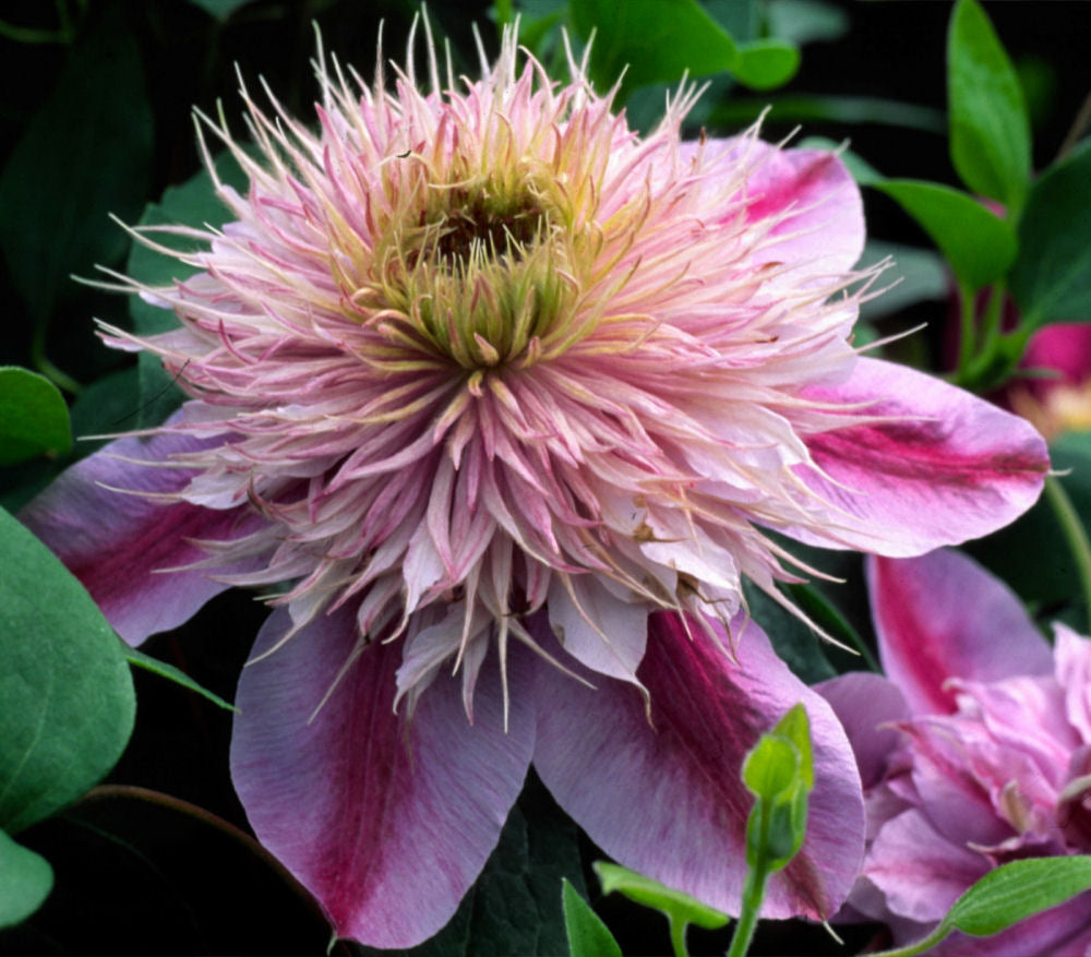 Empress™ Clematis (Clematis 'Evipo011') - 1 gallon -Ship Only
