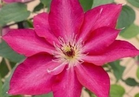 Tekla™ Clematis (Clematis tekla) - 1 gallon -Ship Only