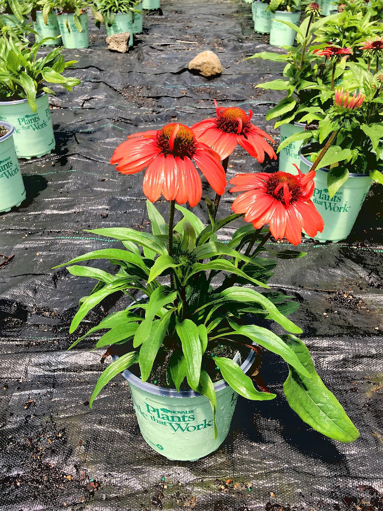 Kismet™ Intense Orange Coneflower (Echinacea purpurea 'Kims Knee High') - half gallon -Ship Only