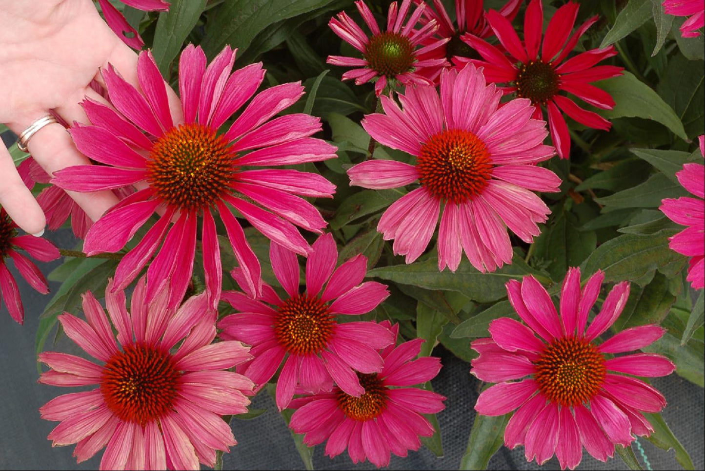 KISMET™ Raspberry Coneflower (Echinacea purpurea 'Kims Knee High') - half gallon -Ship Only
