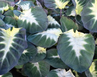 Tropical Storm Elephant Ear (Colocasia 'Tropical Storm') - 1 gallon -Ship Only