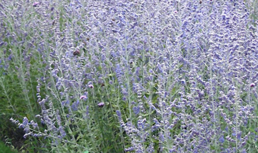 Blue Jean Baby Russian Sage (Perovskia atriplicifolia 'Blue Jean Baby') - 1 gallon -Ship Only