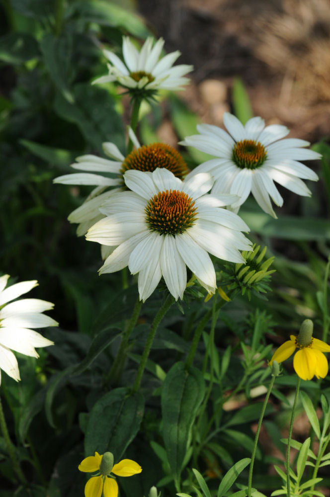 PowWow White Coneflower (Echinacea purpurea 'PowWow White') - QT -Ship Only