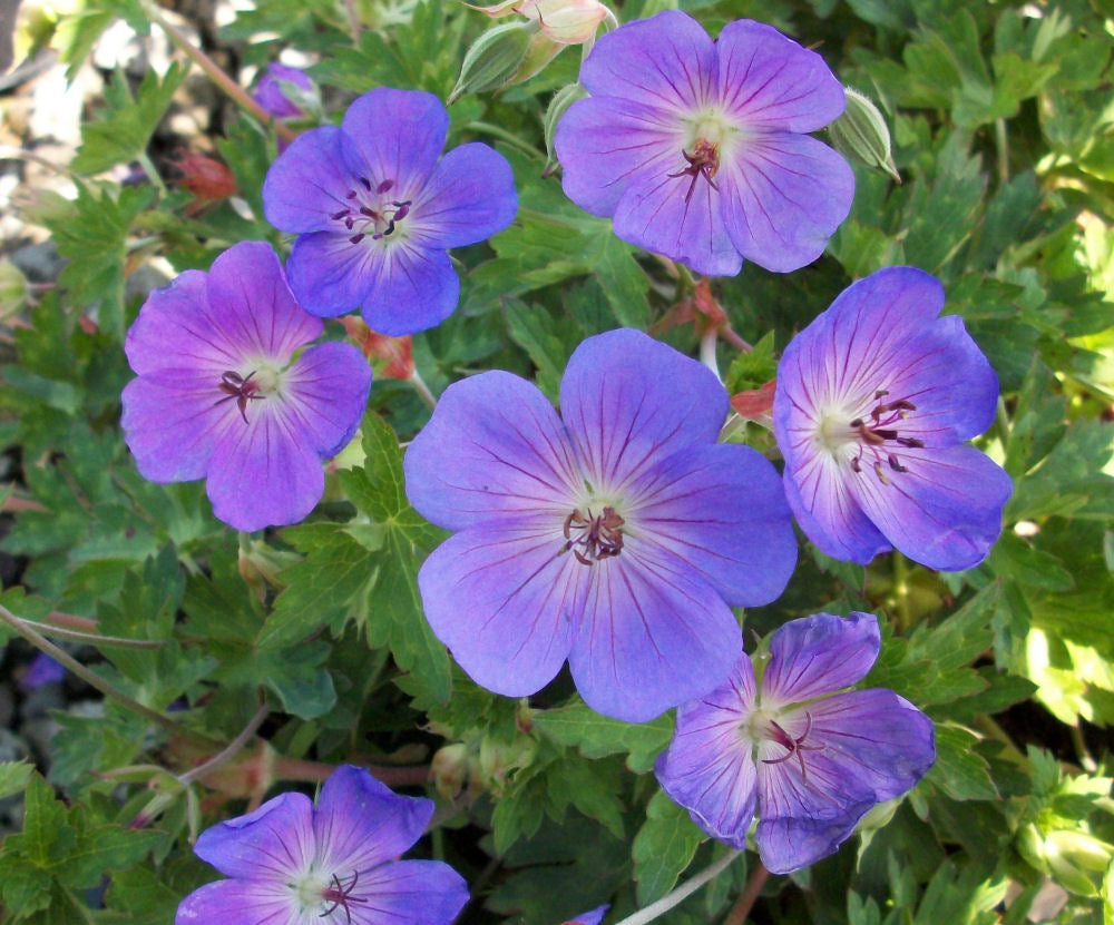 Rozanne™ Cranebill (Geranium x 'Rozanne') - QT -Ship Only
