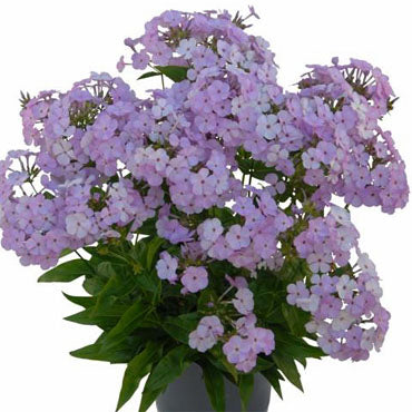 'Opening Act Blush' Phlox (Phlox paniculata 'Opening Act Blush') - 1 gallon -Ship Only