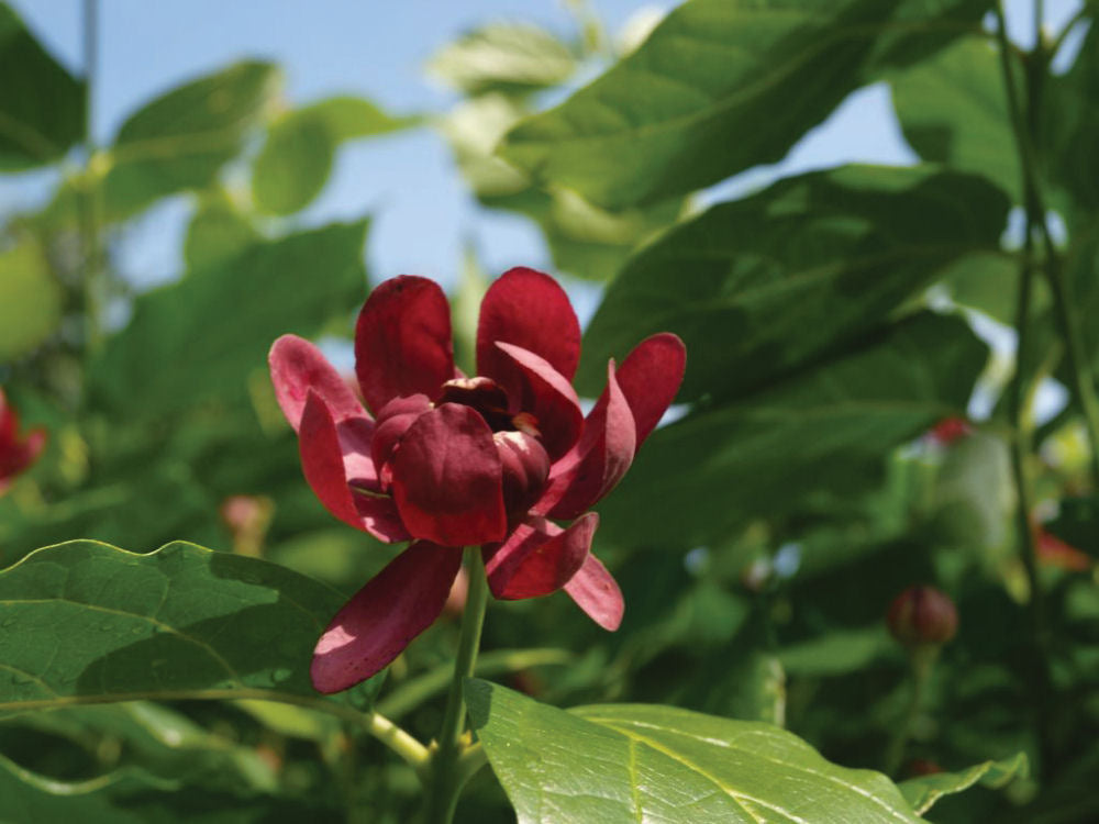 Proven Winners® Color Choice® Aphrodite Sweetshrub (Calycanthus x 'Aphrodite') - QT -Ship Only
