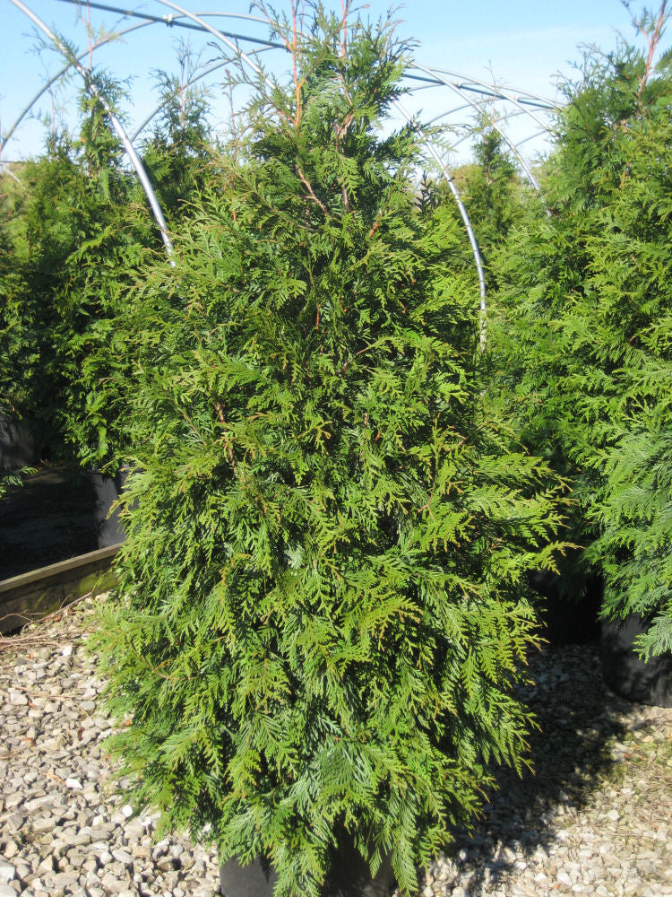 Green Giant Arborvitae (Thuja plicata 'Green Giant') - QT -Ship Only