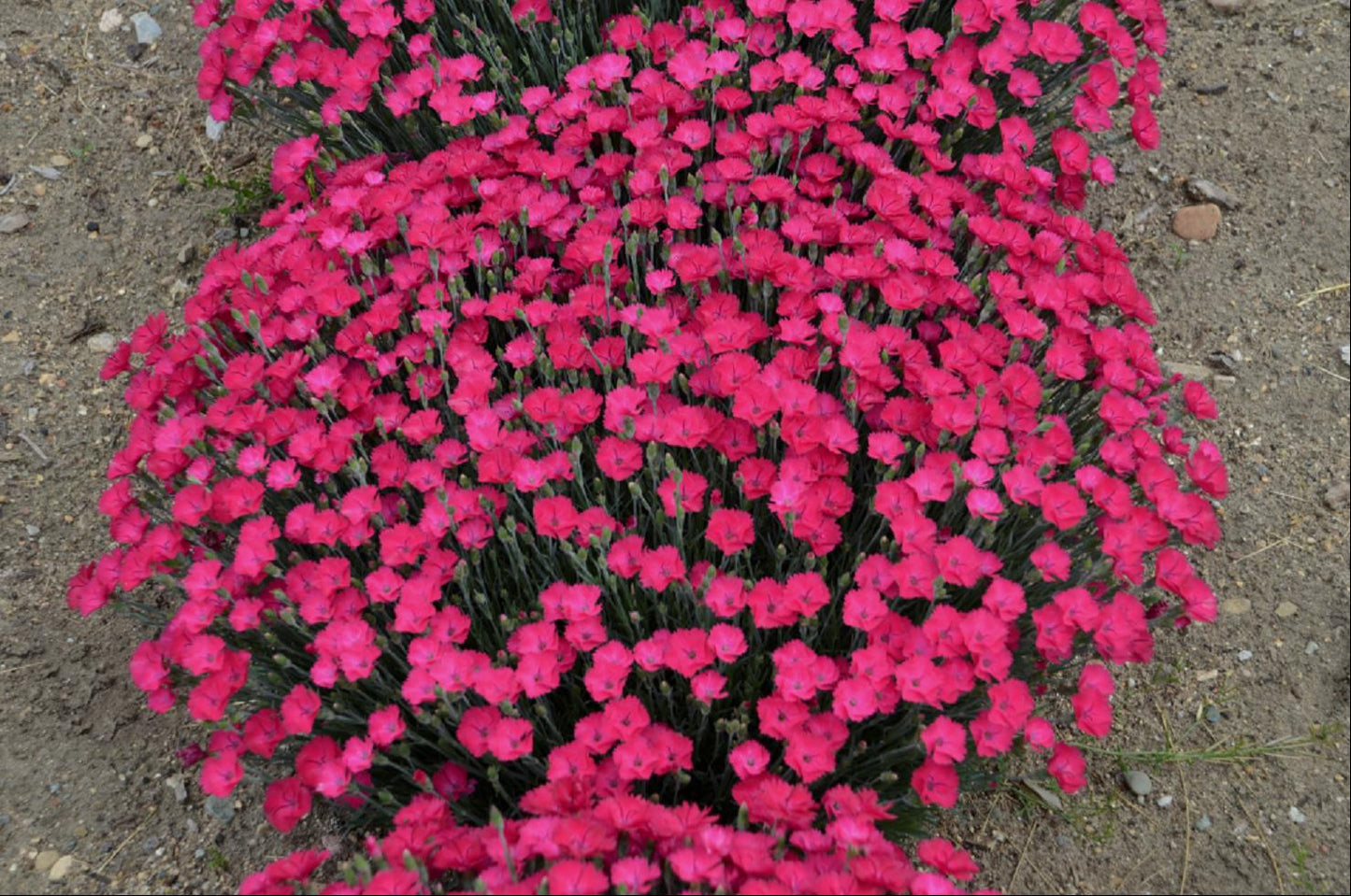 'Paint the Town Magenta' Pinks (Dianthus paint 'The Town Magenta') - 1 gallon -Ship Only