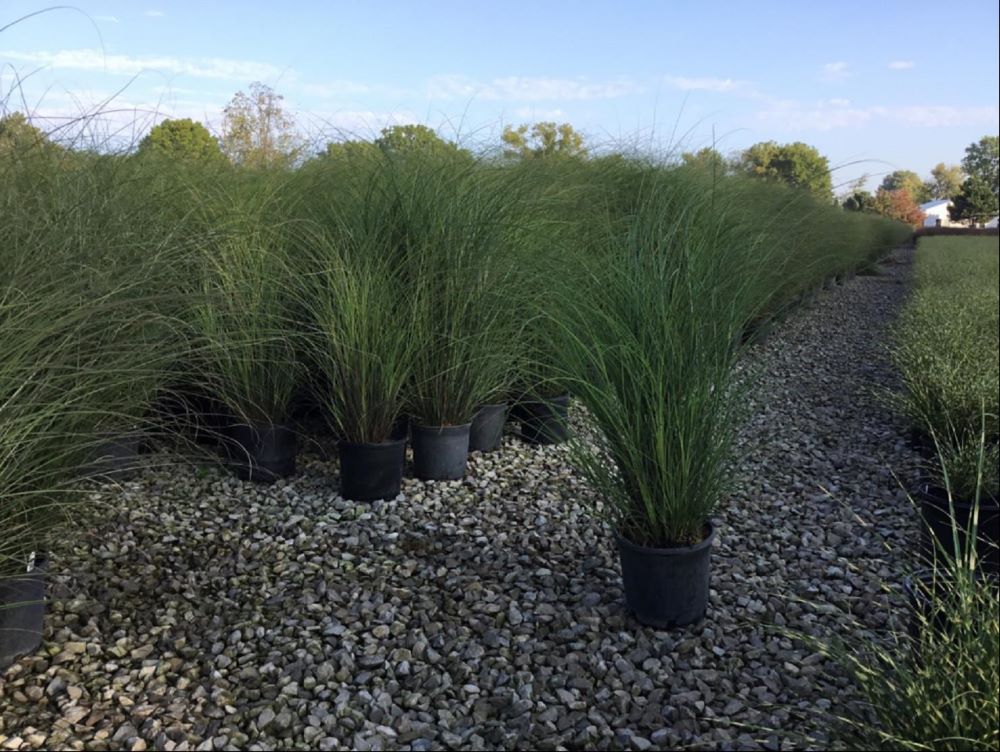 Scout Maiden Grass (Miscanthus 'M. S. Scout') - 3 gallon -Ship Only