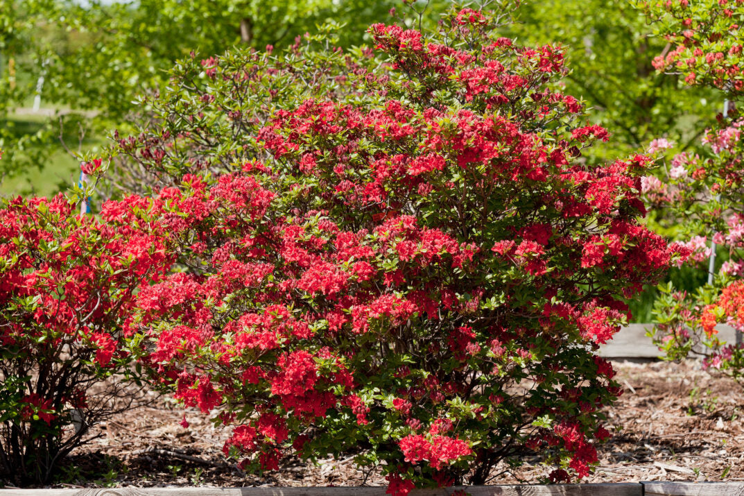 First Editions® Electric Lights™ Red Azalea (Rhododendron ‘UMNAZ 502’) - 3 gallon 15" -Ship Only