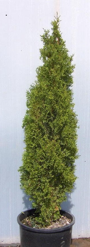 Degroots Spire Arborvitae (Thuja occidentalis 'Degroots Spire') - 1 gallon -Ship Only