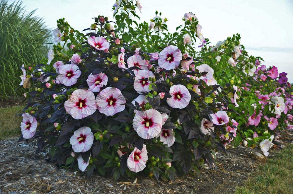Summerific® 'Perfect Storm' Rose Mallow (Hibiscus x 'Summerific Perfect Storm') - 1 gallon -Ship Only