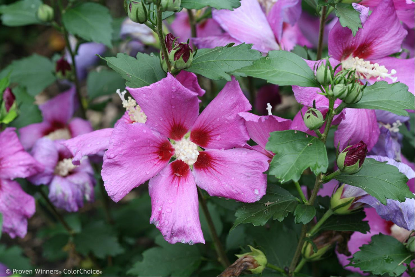 Purple Satin Rose of Sharon (Hibiscus syriacus 'Purple Satin') - 3 gallon 18" -Ship Only