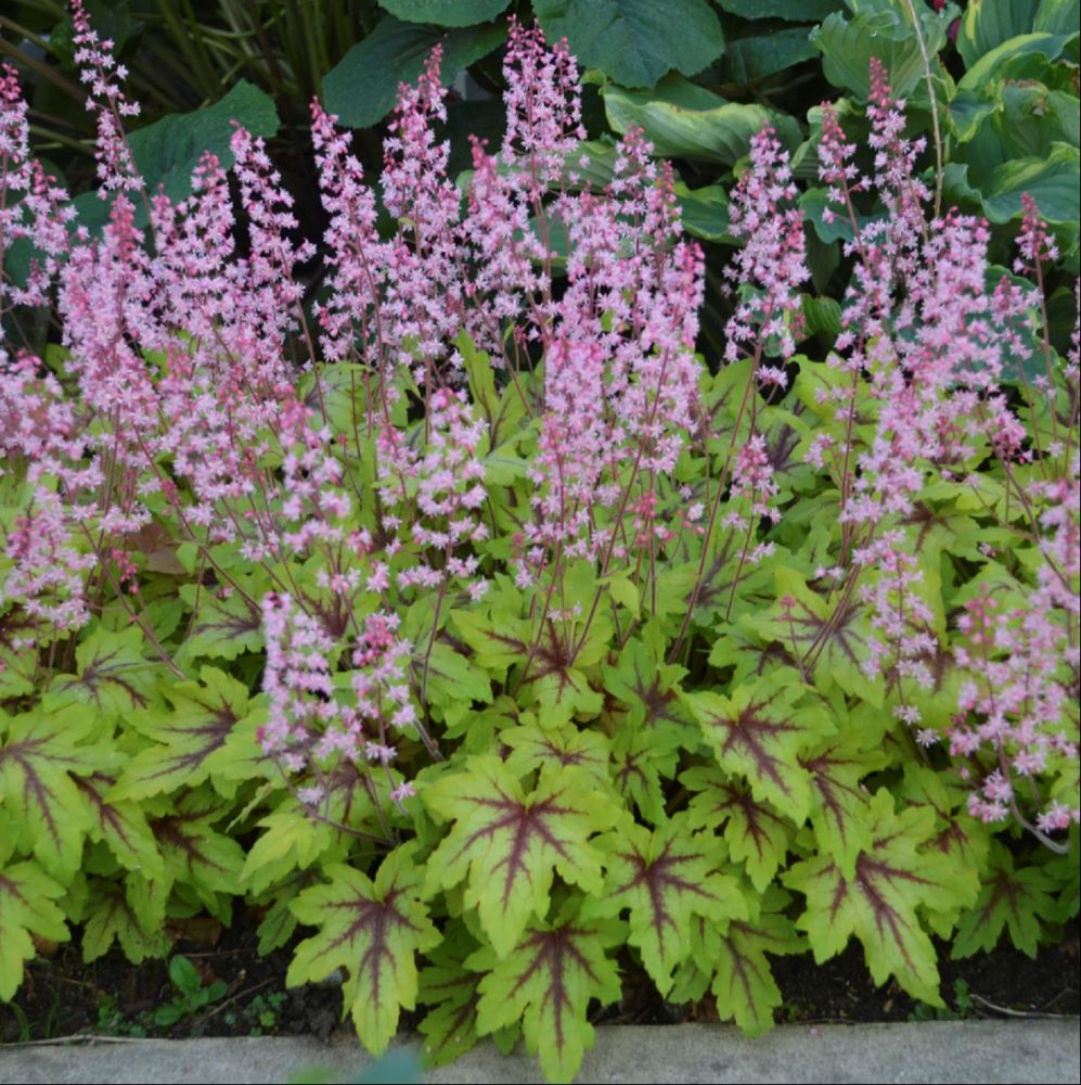 Fun and Games® 'Eye Spy' Foamy Bells (Heucherella 'Eye Spy') - 1 gallon -Ship Only