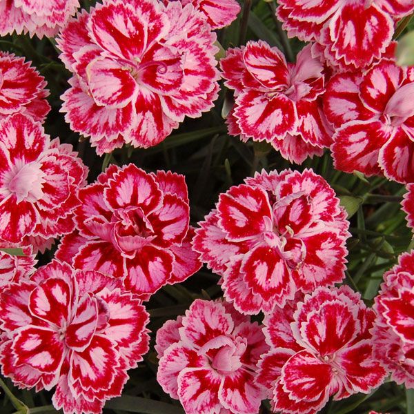 Star™ Starburst Pinks (Dianthus starburst) - 1 gallon -Ship Only