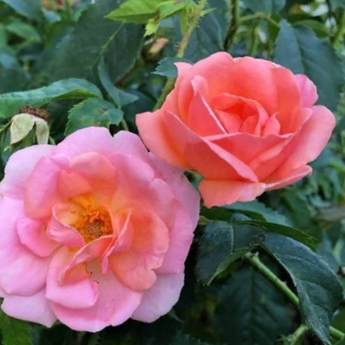 Peachy Knock Out® Rose (Rosa K.O 'Radyod') - 3 gallon -Ship Only