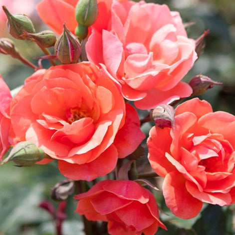 Coral Knock Out® Rose (Rosa K.O 'Radyod') - 3 gallon -Ship Only