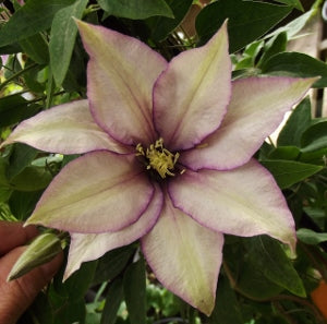 Samaritan Jo Clematis (Clematis samaritan 'Jo') - 1 gallon -Ship Only