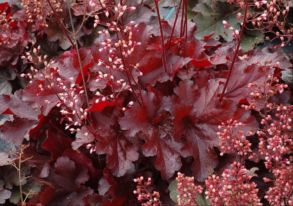Forever Red Coralbells (Heuchera forever 'Red') - 1 gallon -Ship Only