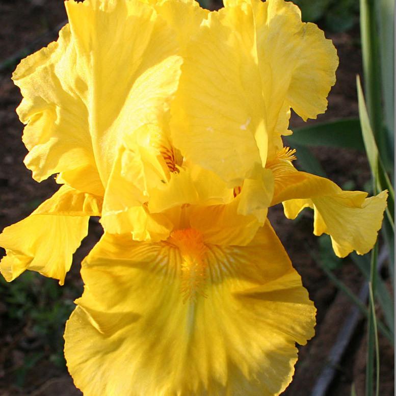 Pleasant Peasant Intermediate Bearded Iris (Iris germanica 'Pleasant Peasant') - 1 gallon -Ship Only