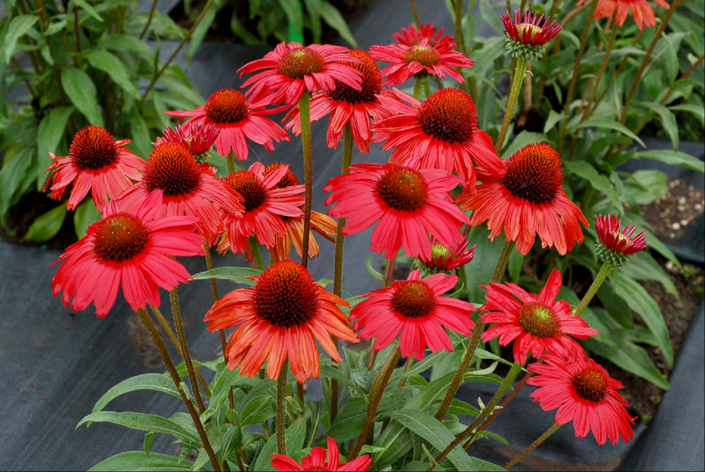 Kismet™ Red Coneflower (Echinacea kismet 'Red') - half gallon -Ship Only