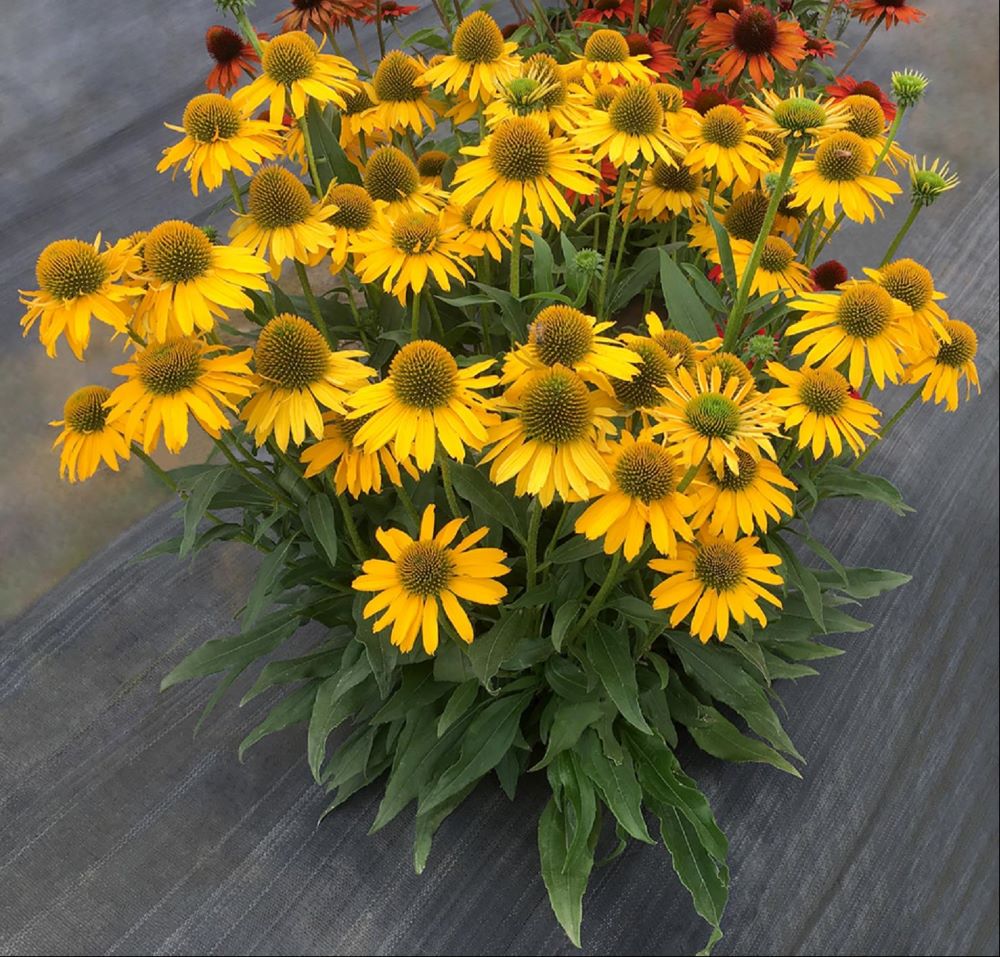Kismet™ Yellow Coneflower (Echinacea kismet 'Yellow') - half gallon -Ship Only