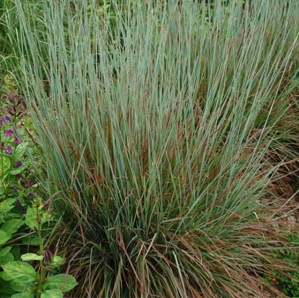 Standing Ovation Little Bluestem (Schizachyrium 'Stand. Ovation') - 2 gallon -Ship Only