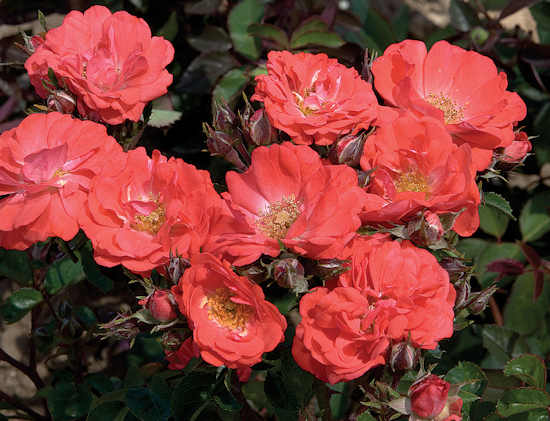Coral Drift® Rose (Rosa 'Drift Meidrifora') - QT -Ship Only