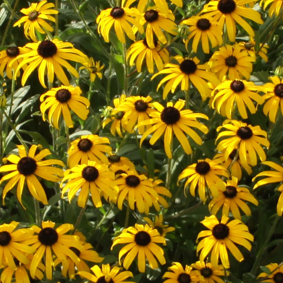 American Gold Rush Black-Eyed Susan (Rudbeckia x 'American Gold Rush') - 1 gallon -Ship Only