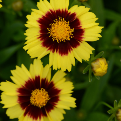 Uptick® Yellow and Red Tickseed (Coreopsis '‘Baluptowed’') - 1 gallon -Ship Only