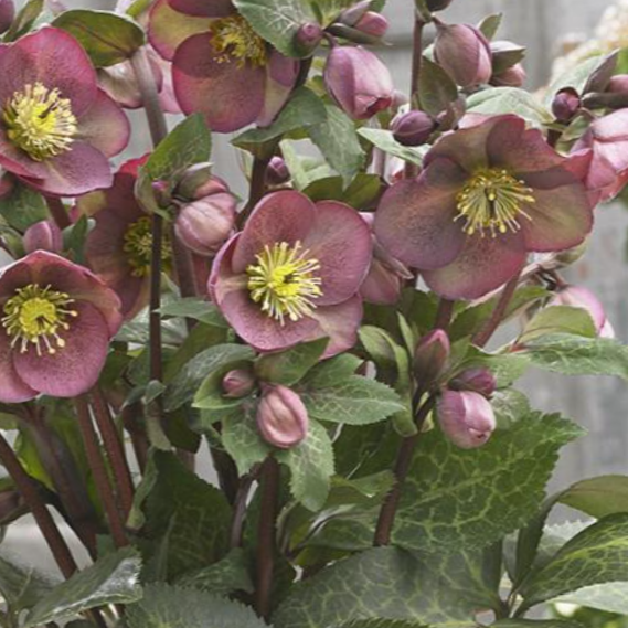 Pippa’s Purple Lenten Rose (Helleborus 'Frostkiss Pippas Purple') - 1 gallon -Ship Only