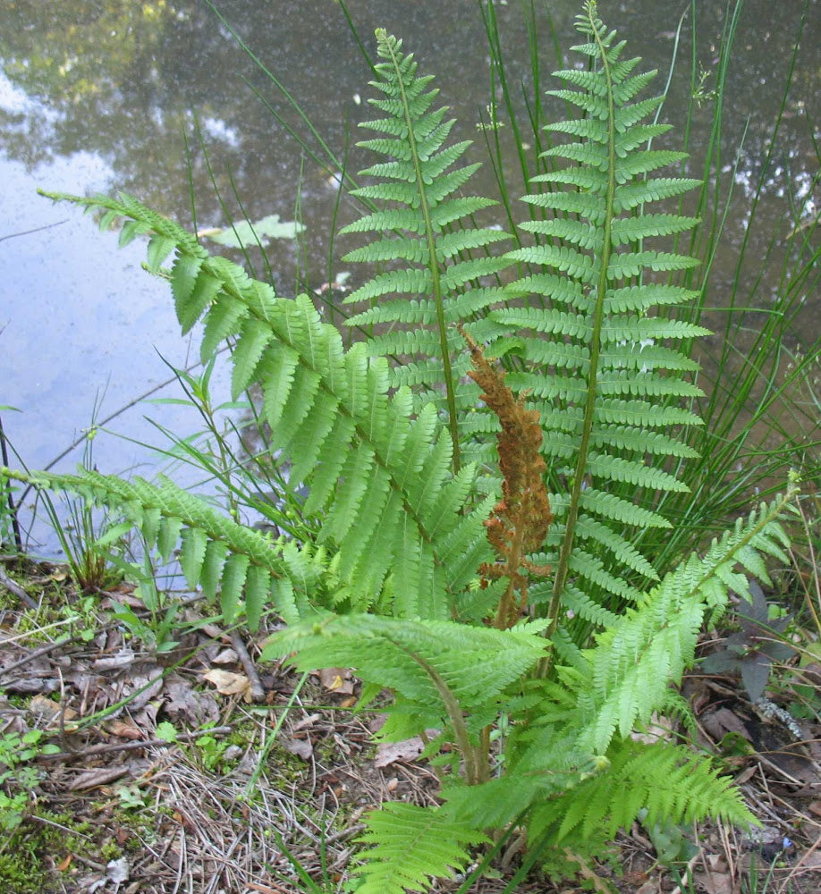 Cinnamon Fern (Osmundastrum 'Cinnamon') - 1 gallon -Ship Only