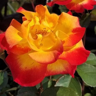 Sunset Horizon™ Rose (Rosa sunset 'Horizon') - 3 gallon -Ship Only
