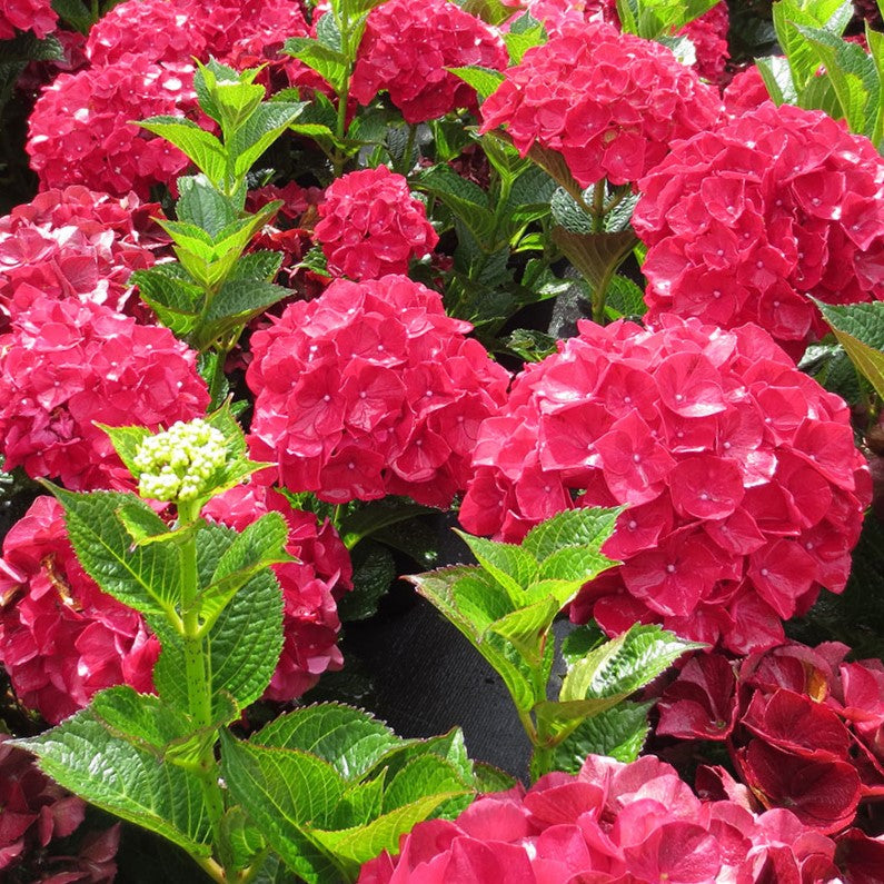 Magical® Ruby Red Hydrangea (Hydrangea macrophylla ‘Ruby Red’ (Kolmaru)') - 2 gallon -Ship Only